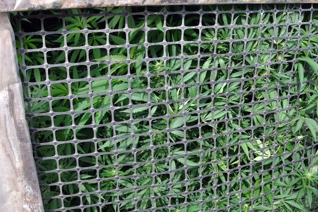 Zlikwidowano dwie plantacje konopi (zdjęcia)