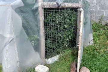 Zlikwidowano dwie plantacje konopi (zdjęcia)