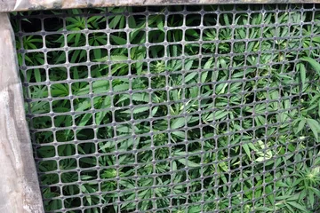 Zlikwidowano dwie plantacje konopi (zdjęcia)