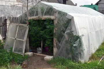 Zlikwidowano dwie plantacje konopi (zdjęcia)