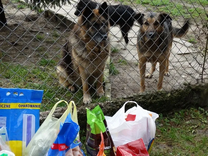 Uczniowie SP nr 1 obchodzili Dzień Zwierzaka (zdjęcia)