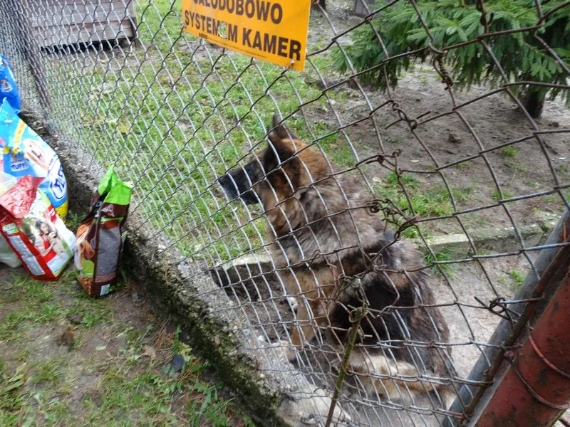 Uczniowie SP nr 1 obchodzili Dzień Zwierzaka (zdjęcia)