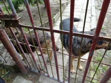 Uczniowie SP nr 1 obchodzili Dzień Zwierzaka (zdjęcia)