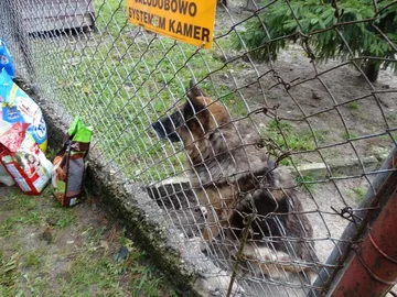 Uczniowie SP nr 1 obchodzili Dzień Zwierzaka (zdjęcia)