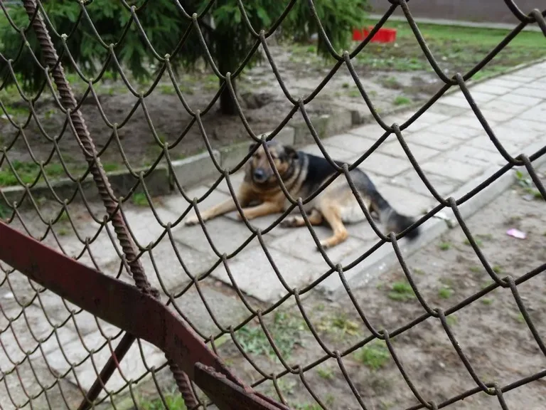 Uczniowie SP nr 1 obchodzili Dzień Zwierzaka (zdjęcia)