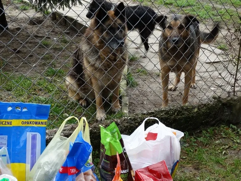 Uczniowie SP nr 1 obchodzili Dzień Zwierzaka (zdjęcia)