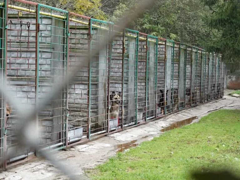Uczniowie SP nr 1 obchodzili Dzień Zwierzaka (zdjęcia)