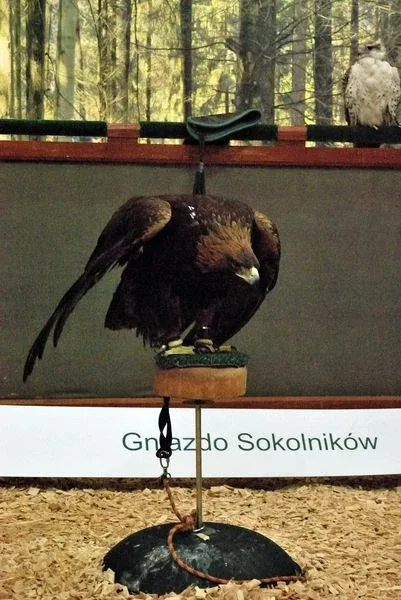 Targi łowiectwa z udziałem uczniów GP nr 1 (zdjęcia)