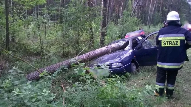 Seat uderzył w drzewo (zdjęcia)