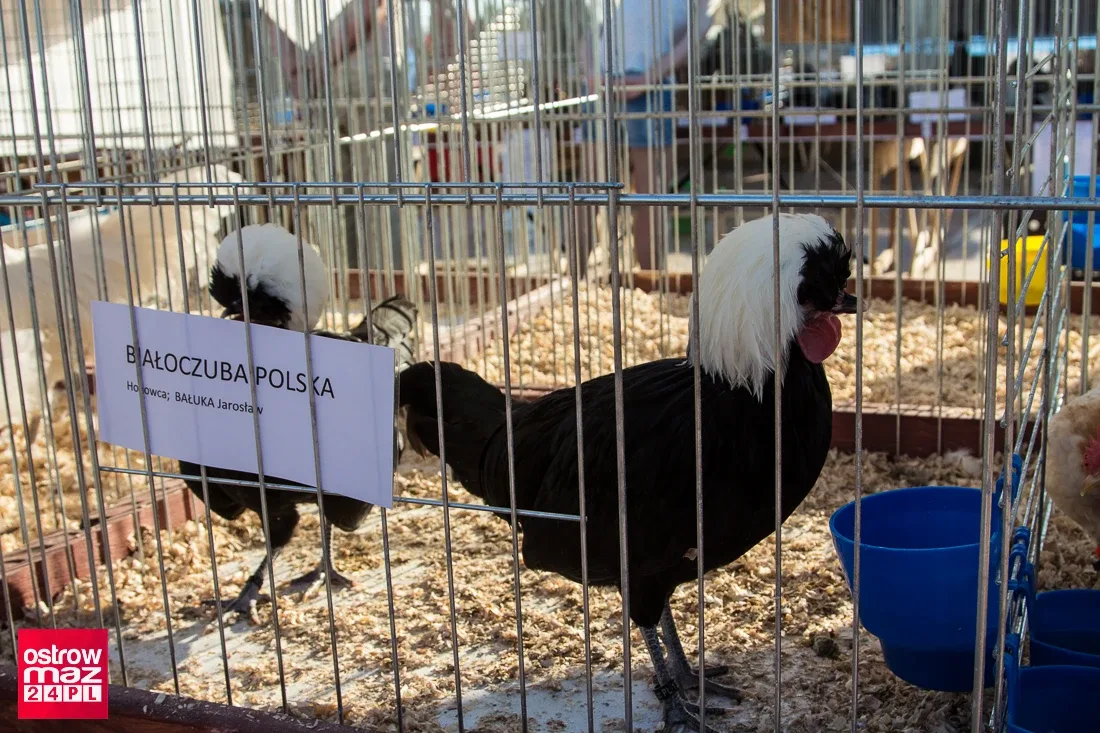 Trwają dożynki w Broku (zdjęcia, wideo)