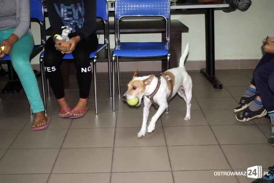 Dogoterapia w ostrowskiej świetlicy (zdjęcia)