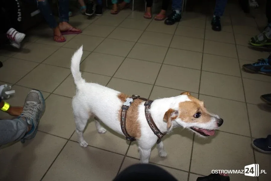 Dogoterapia w ostrowskiej świetlicy (zdjęcia)