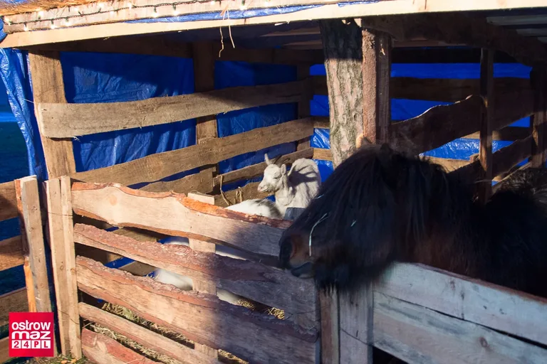 Żywa szopka w Małkini (zdjęcia, wideo)