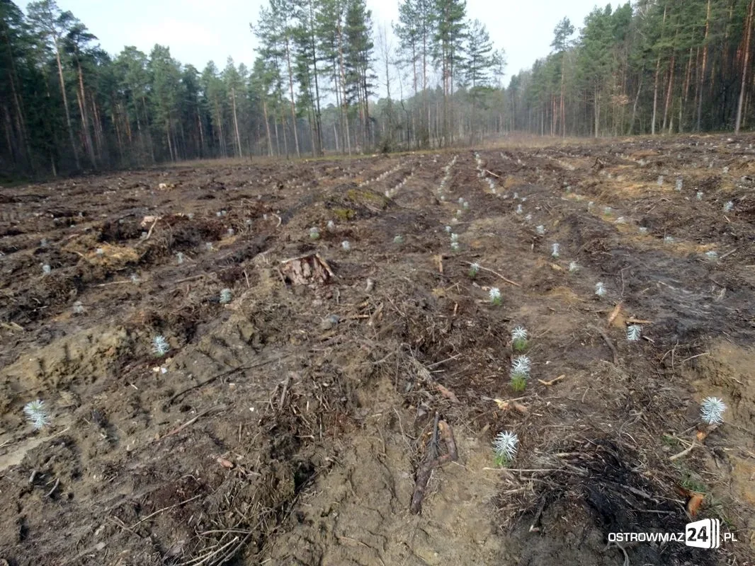 Posadzili osiem tysięcy drzew (zdjęcia)