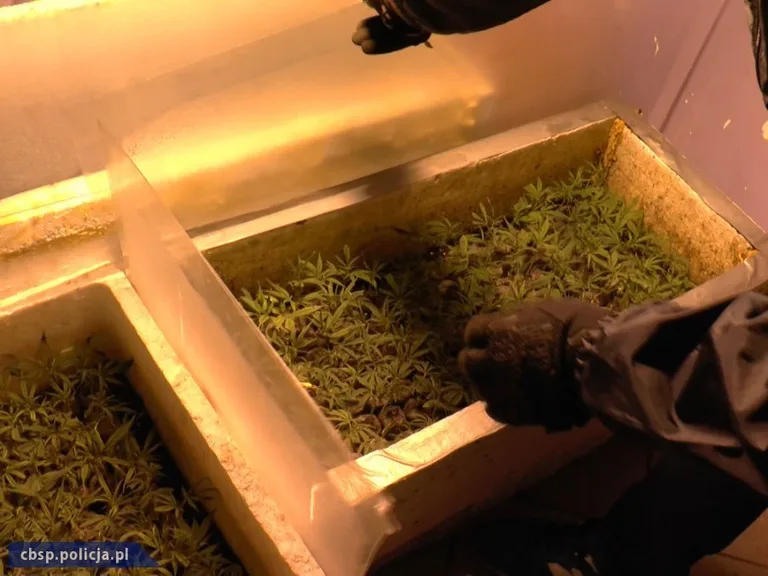 Plantacja marihuany w Ostrowi Mazowieckiej zlikwidowana przez CBŚP (zdjęcia, wideo)