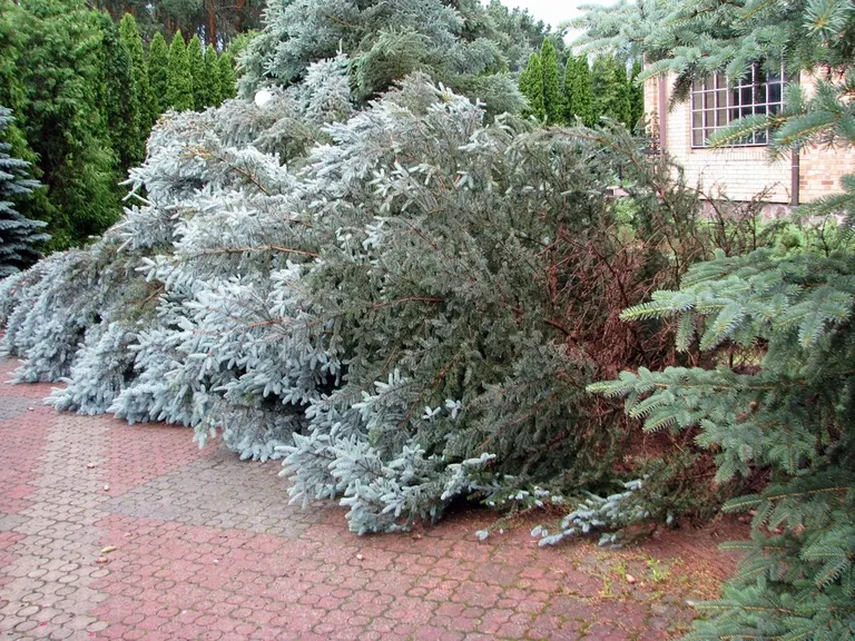 Skutki nawałnic nad powiatem ostrowskim (zdjęcia)