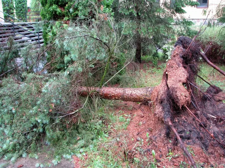 Skutki nawałnic nad powiatem ostrowskim (zdjęcia)
