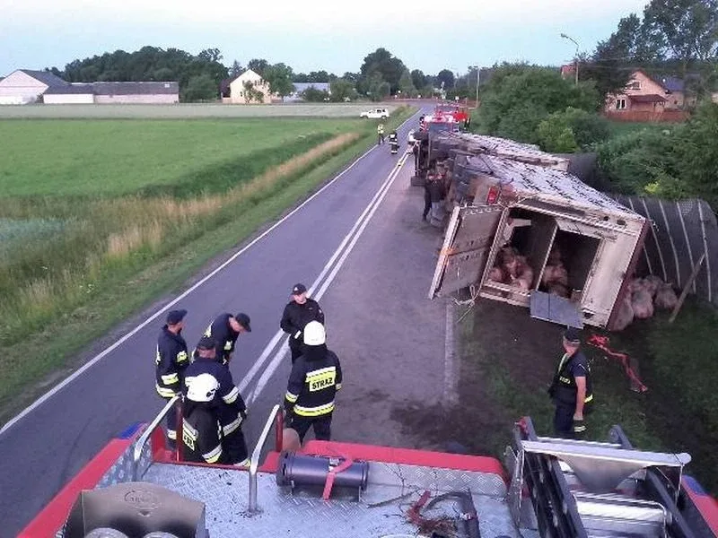 Ciężarówka ze zwierzętami w rowie. Dwie osoby trafiły do szpitala (zdjęcia)