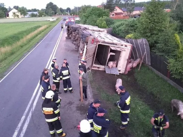 Ciężarówka ze zwierzętami w rowie. Dwie osoby trafiły do szpitala (zdjęcia)