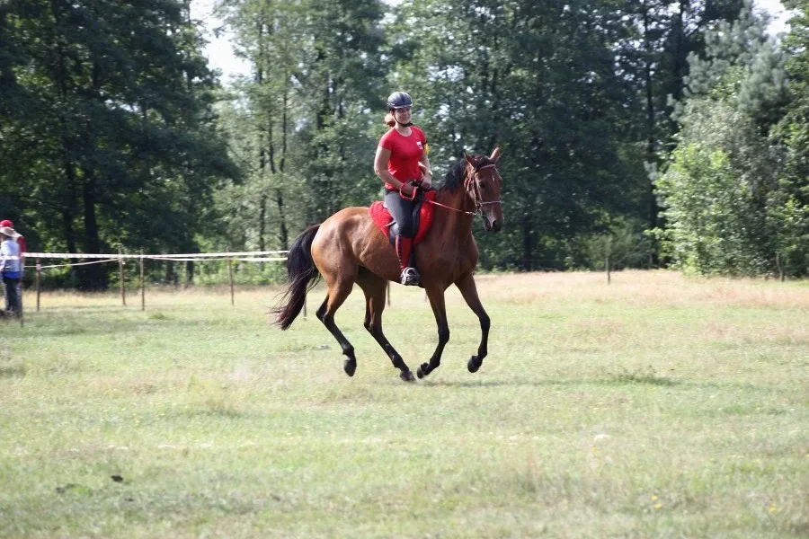 Sportowe Rajdy Konne w Szarłacie (zdjęcia, wideo)