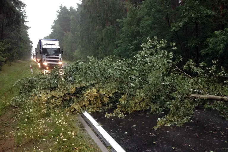 Usuwanie z jezdni powalonych drzew (zdjęcia)