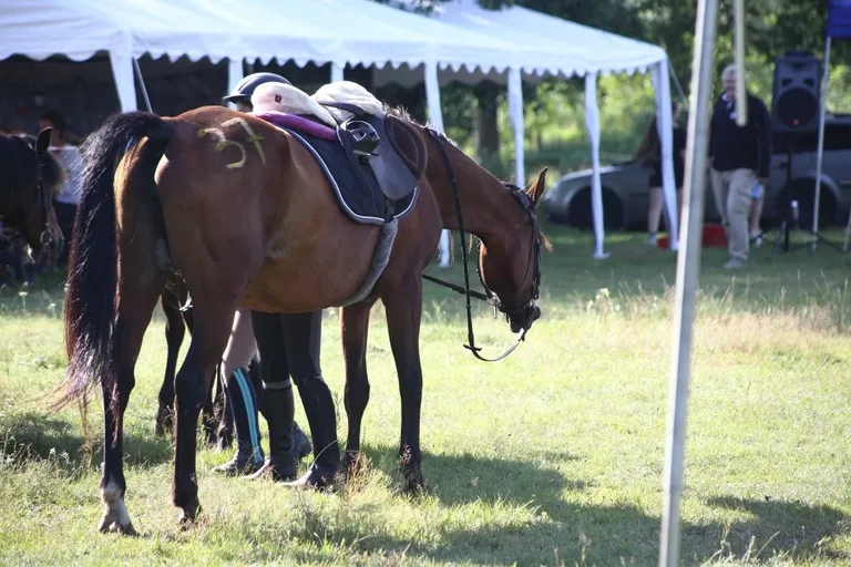 Sportowe Rajdy Konne w Szarłacie (zdjęcia, wideo)