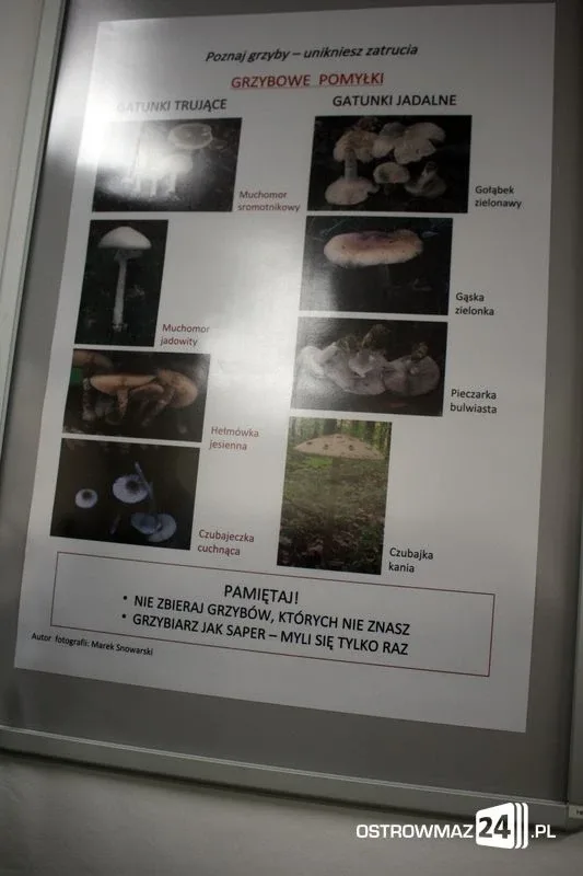 Wystawa grzybów już dostępna (zdjęcia)