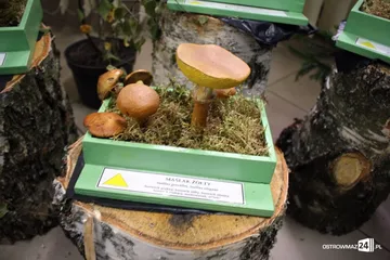 Następne zdjęcie