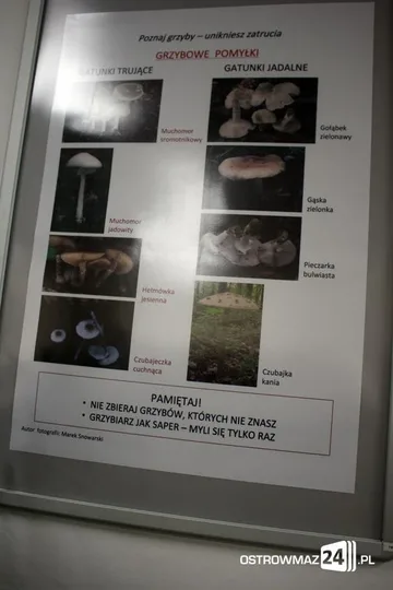 Poprzednie zdjęcie