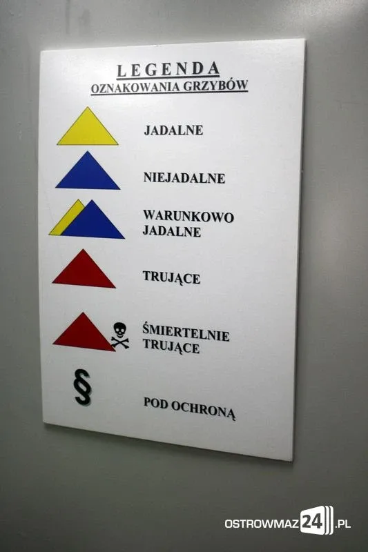 Wystawa grzybów już dostępna (zdjęcia)