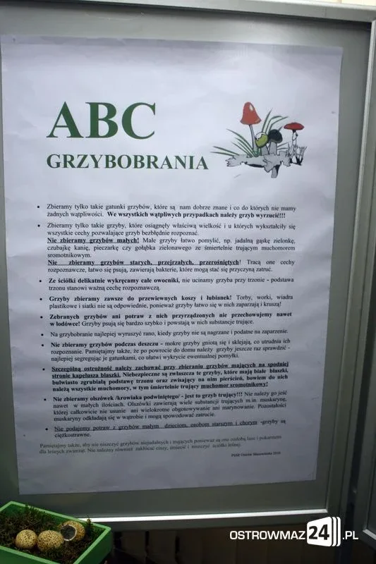 Wystawa grzybów już dostępna (zdjęcia)