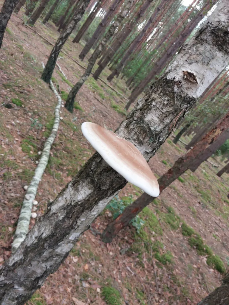 Rzadkie grzyby w lasach w okolicach Ostrowi. 'Jeden przypomina gąbkę morską'. Fot. Czytelnik