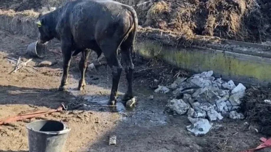 Zwierzę wpadło do szamba. Konieczna była interwencja strażaków