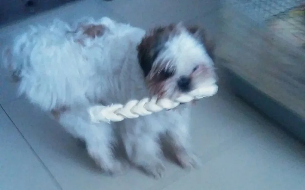 Szukamy psa rasy shih tzu (aktualizacja)