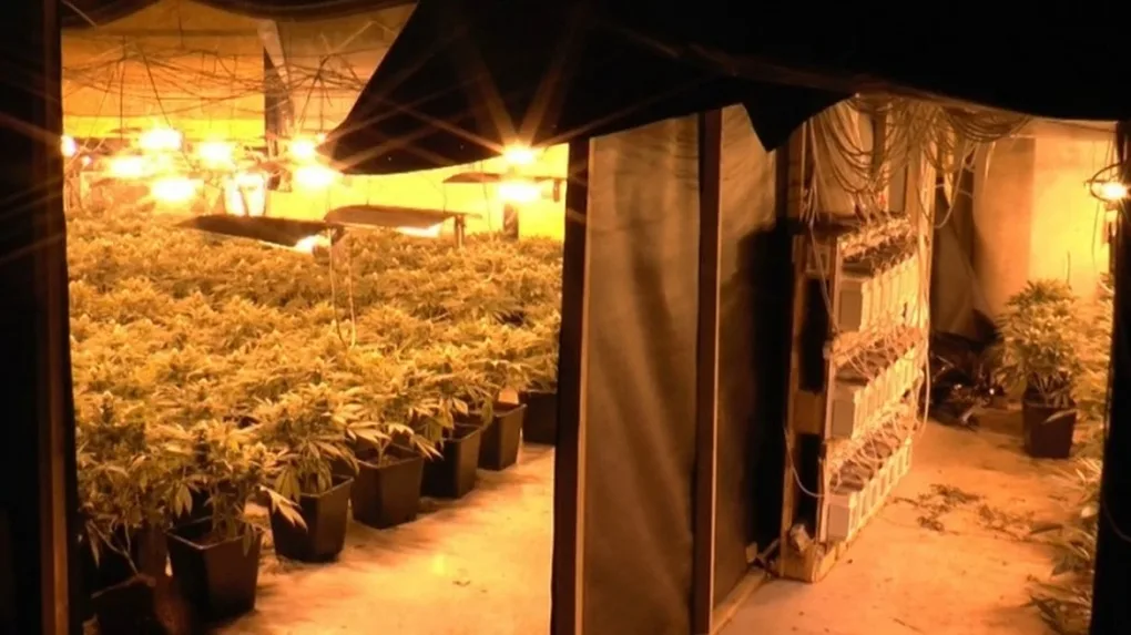 Plantacja marihuany w Ostrowi Mazowieckiej zlikwidowana przez CBŚP (zdjęcia, wideo)
