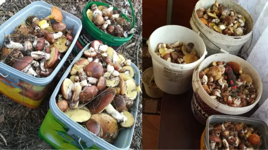 Udane grzybobranie (zdjęcia)