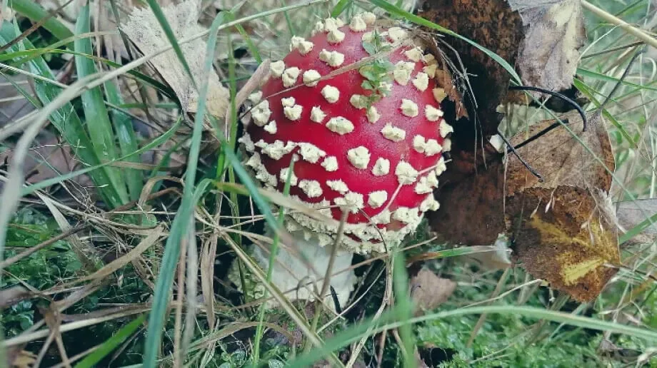 Udane grzybobranie (zdjęcia)