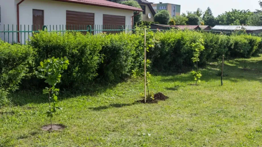 Aleja Dębów powstała na terenie "Ekonomika" (zdjęcia)