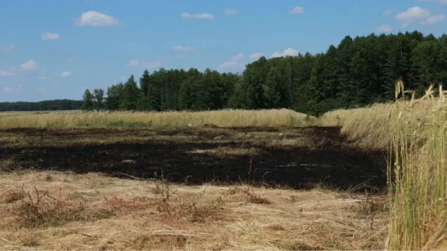 Pożar trawy w okolicy Sulęcina Szlacheckiego (zdjęcia)