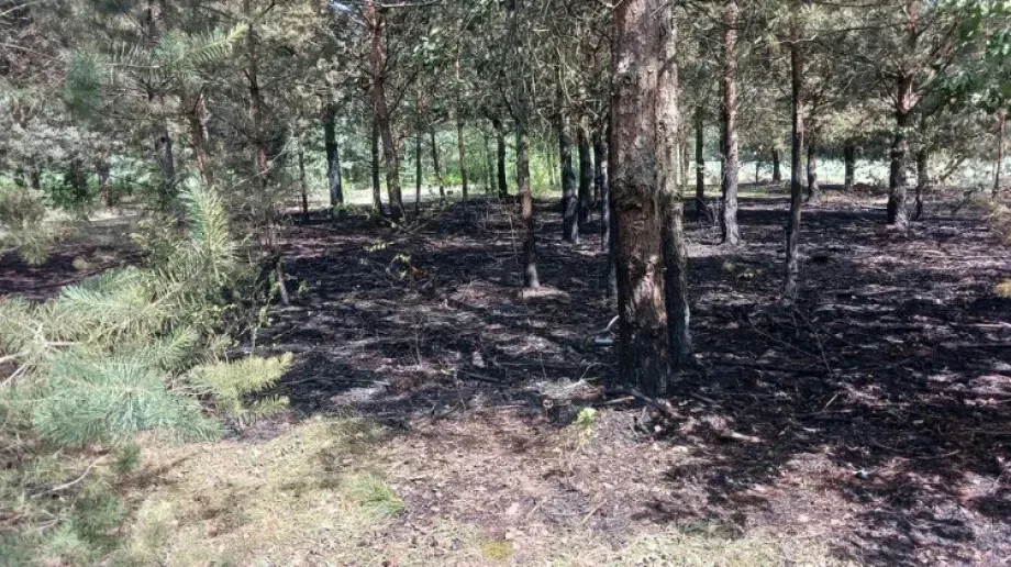 Pożar lasu w w miejscowości Pałapus (zdjęcia)