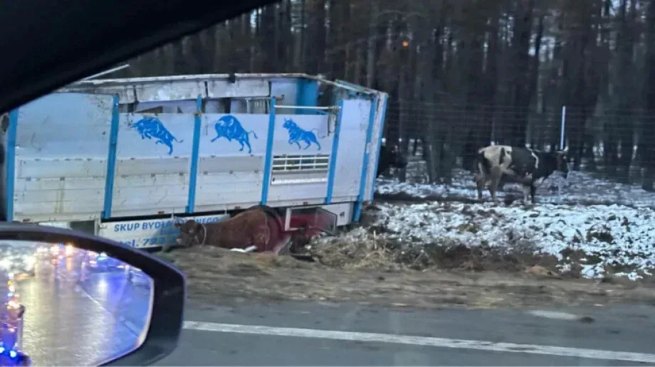 Krowy na ekspresówce! Wypadek na trasie S8 (zdjęcia, aktualizacja)