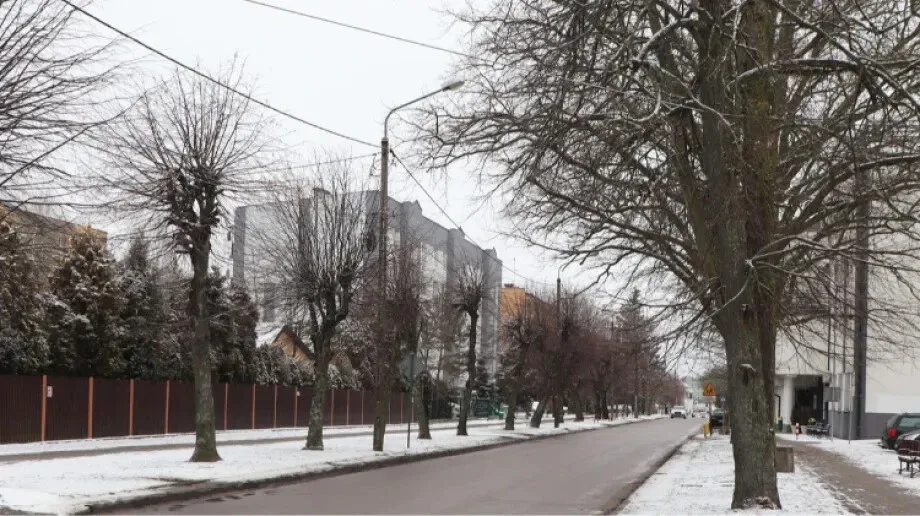 Suche konary spadają na chodnik i ulicę (zdjęcia)