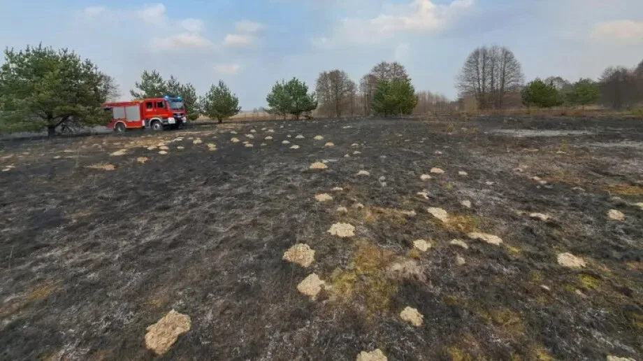 Rozległy pożar traw i zarośli w Prostyni (zdjęcia)