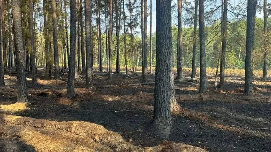 Groźny pożar w Turce. Ogień gaszono z ziemi i powietrza (zdjęcia)