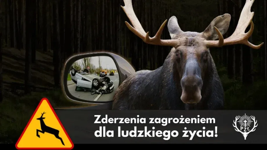 Złota, ale niebezpieczna jesień: uważaj na "miłosny szał" na drodze!