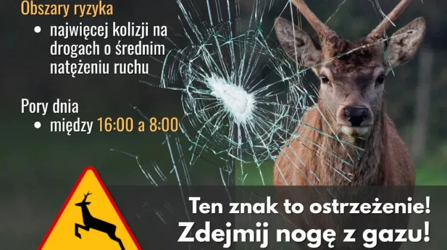 Złota, ale niebezpieczna jesień: uważaj na "miłosny szał" na drodze!