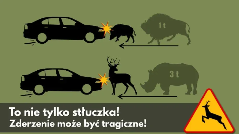 Złota, ale niebezpieczna jesień: uważaj na "miłosny szał" na drodze!