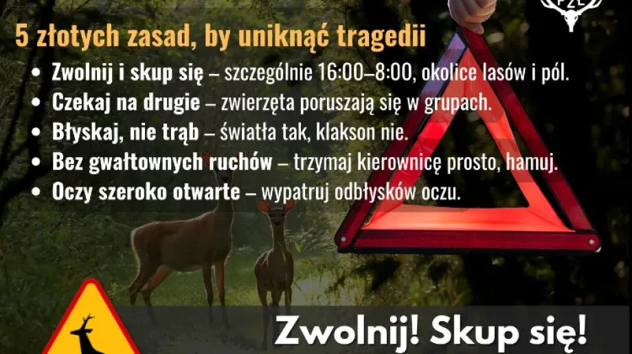Złota, ale niebezpieczna jesień: uważaj na "miłosny szał" na drodze!
