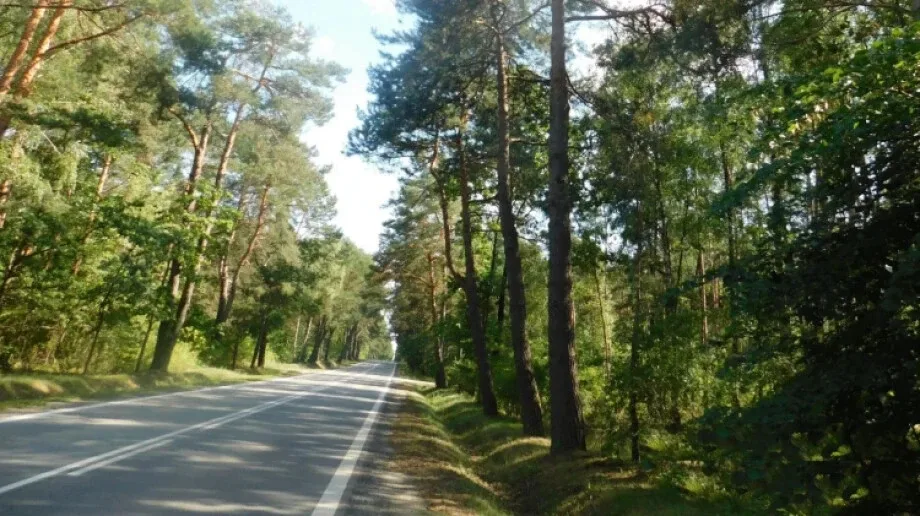 Z Ostrowi Mazowieckiej do Ostrołęki wzdłuż pomnika przyrody