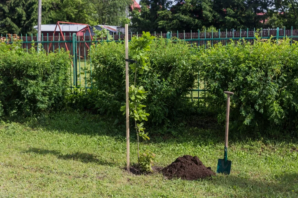 Aleja Dębów powstała na terenie "Ekonomika" (zdjęcia)